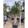 Dracena Drago 300 cm