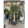 Dracena Drago 300 cm