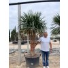 Dracena Drago 300 cm