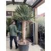 Dracena drago 250 cm