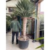 Dracena drago 250 cm