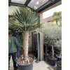 Dracena drago 250 cm