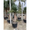 Dracena drago 250 cm