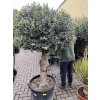 Olea europea - Olivovník 170 cm, koule