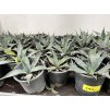 Agave Parryi