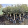 Olea europea - Olivovník 180 cm