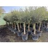 Olea europea - Olivovník 190 cm
