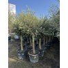 Olea europea - Olivovník 180 cm