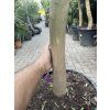Olea europea - Olivovník 180 cm