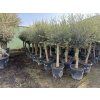 Olea europea - Olivovník 180 cm