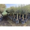 Olea europea - Olivovník 190 cm