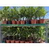TRACHYCARPUS FORTUNEI, VÝŠKA 40 CM, KMEN 5 CM