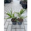TRACHYCARPUS FORTUNEI, VÝŠKA 40 CM, KMEN 5 CM