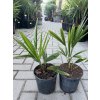 TRACHYCARPUS FORTUNEI, VÝŠKA 30 CM, KMEN 2 CM