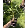 TRACHYCARPUS FORTUNEI, VÝŠKA 40 CM, KMEN 5 CM