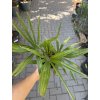 TRACHYCARPUS FORTUNEI, VÝŠKA 40 CM, KMEN 5 CM