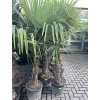 Trachycarpus fortunei, výška 180 cm, kmen 40 cm