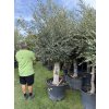 Olea europea - Olivovník 240 cm