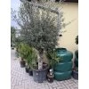 Olea europea - Olivovník 240 cm