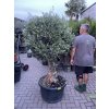 Olea europea - Olivovník 160 cm +