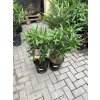Nerium Oleander - Oleandr 60 cm