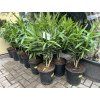 Nerium Oleander - Oleandr 100 cm