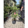 Nerium Oleander - Oleandr 100 cm