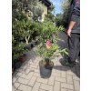 Nerium Oleander - Oleandr 80 cm