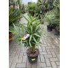 Nerium Oleander - Oleandr 100 cm