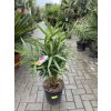 Nerium Oleander - Oleandr 60 cm