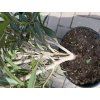 Nerium Oleander - Oleandr 100 cm