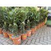 Nerium Oleander - Oleandr 80 cm