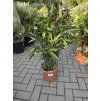 Nerium Oleander - Oleandr 80 cm