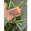 Nerium Oleander - Oleandr 80 cm