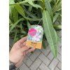 Nerium Oleander - Oleandr 100 cm