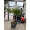 WASHINGTONIA ROBUSTA 190 cm