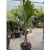 Chambeyronia macrocarpa 180 cm