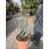 Dasylirium wheeleri  60 cm