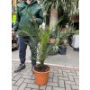 PHOENIX CANARIENSIS, DATLOVÁ PALMA  110 CM