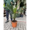 PHOENIX CANARIENSIS, DATLOVÁ PALMA  100 CM