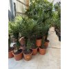 PHOENIX CANARIENSIS, DATLOVÁ PALMA  100 CM