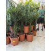 PHOENIX CANARIENSIS, DATLOVÁ PALMA  100 CM