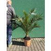 PHOENIX CANARIENSIS, DATLOVÁ PALMA  100 CM