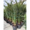 PHOENIX CANARIENSIS, DATLOVÁ PALMA  190 CM