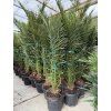 PHOENIX CANARIENSIS, DATLOVÁ PALMA  200 CM