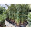 PHOENIX CANARIENSIS, DATLOVÁ PALMA  200 CM