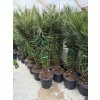 PHOENIX CANARIENSIS, DATLOVÁ PALMA  190 CM