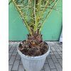 PHOENIX CANARIENSIS, DATLOVÁ PALMA  170 CM