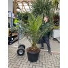 PHOENIX CANARIENSIS, DATLOVÁ PALMA  190 CM