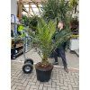 PHOENIX CANARIENSIS, DATLOVÁ PALMA  200 CM
